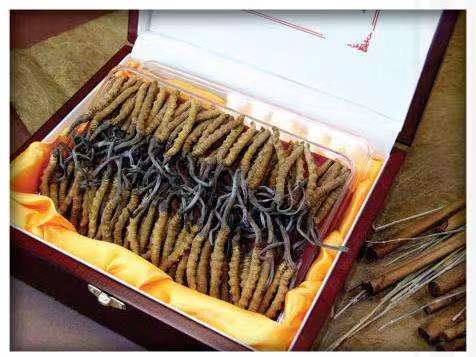 东升镇冬虫夏草回收